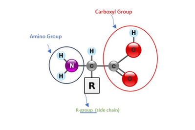 Structure_of_amino_acid