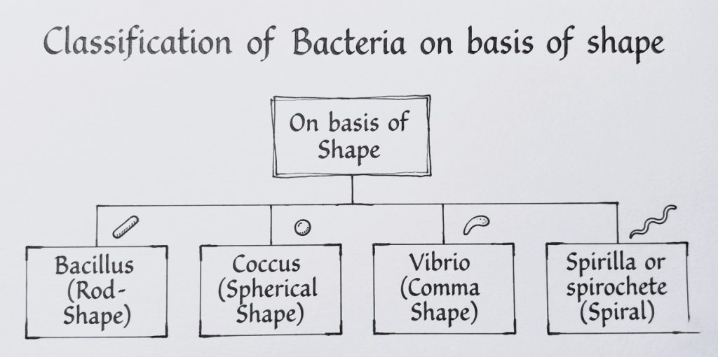 Classification of bacteria on basis of shape