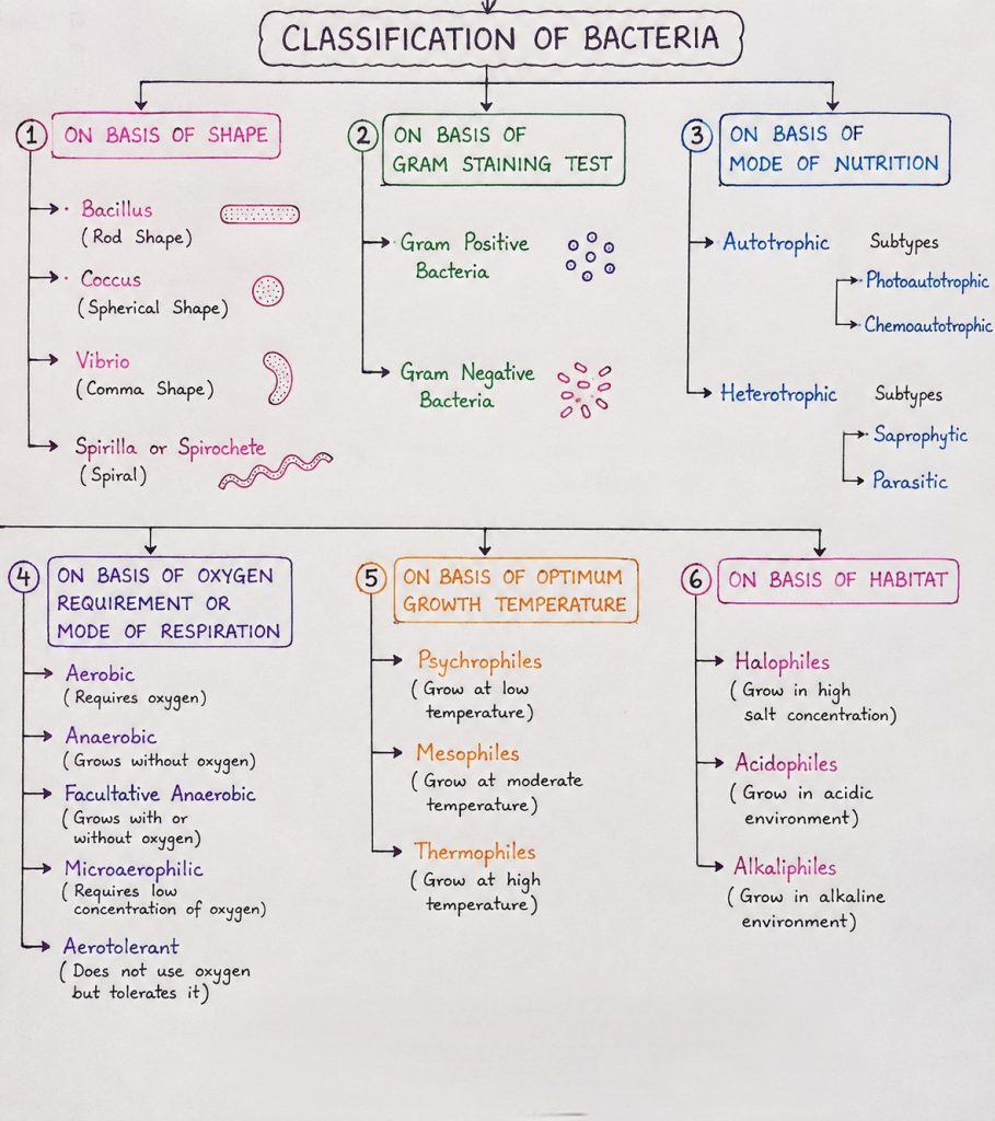 classification of bacteria